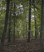 TCF-OT797.jpg